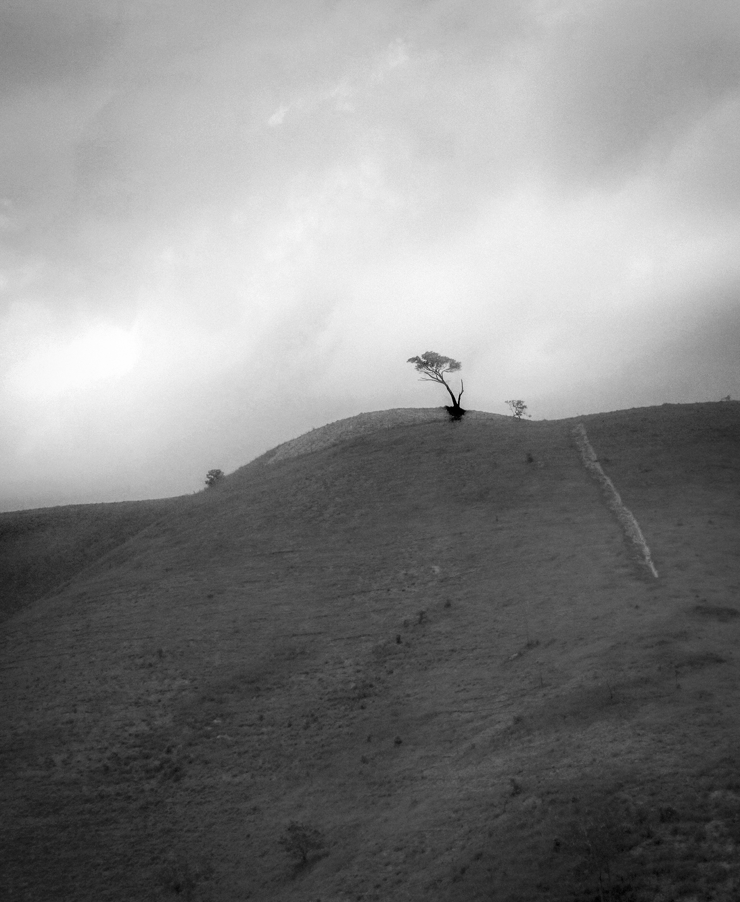 Lonetree Edited